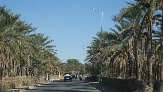 Palme da dattero in Tunisia