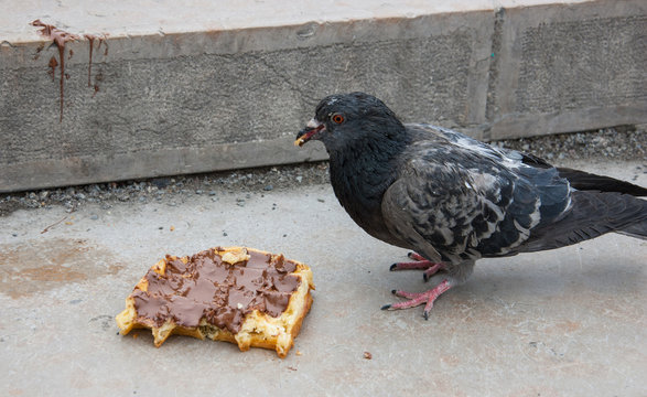 Pigeon eats belgian waffle with chocolate cream.