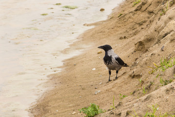 black crow on the sand