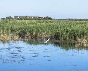 Whiskered tern flying in Italian pond; species Chlidonias hybrida family of Laridae
