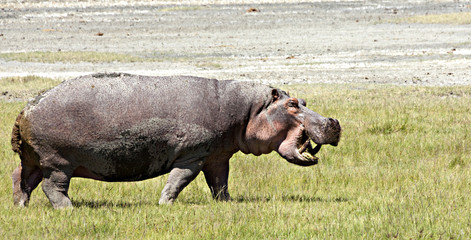 Hippo On Land