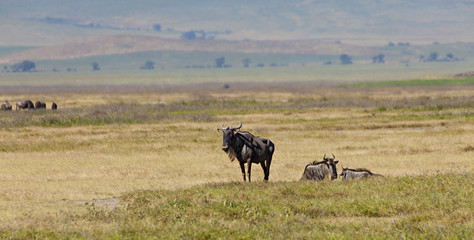 Wildebeest On The Hill