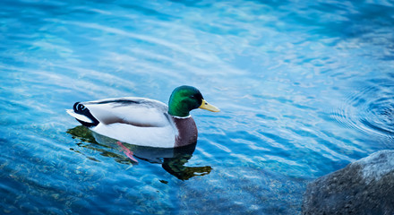 Drake duck swimming at lake Lago di Garda, Italy