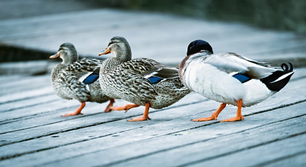 Duck family walking by the lake Lago di Garda, Italy, close-up