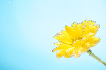 Yellow flowers of chrysanthemum on blue sky background for postcards and letters