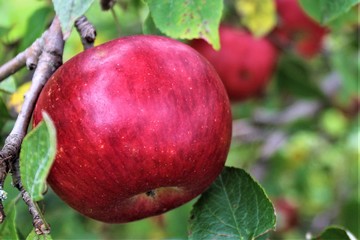 Red Ripe Apple in Tree