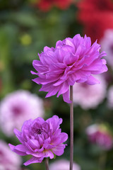 Dekorative Dahlie (Dahlia), Sorte Karma Lagoon