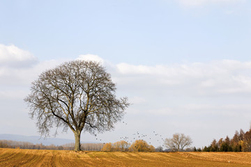 Walnussbaum im Winter