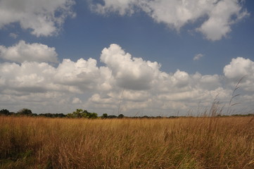 The African landscape. Mozambique