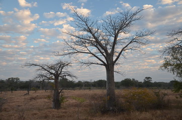 The African landscape. Mozambique