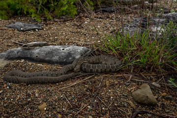 Snakes on the shoreline