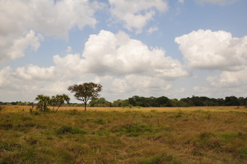 Fototapeta na wymiar The African landscape. Mozambique