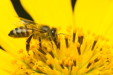 bee pollinating yellow flower
