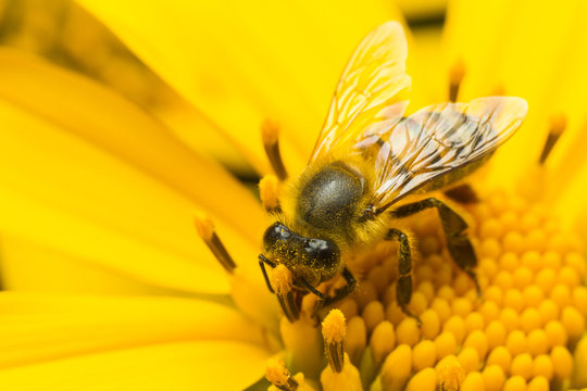 bee pollinating yellow flower
