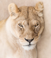 Fototapeta premium Gorgeous lioness