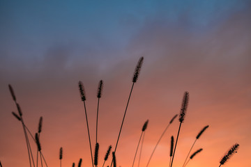 Wild grass spikes at dusk with colorful burning sky in the background. End of the summer, changing weather conceptual background