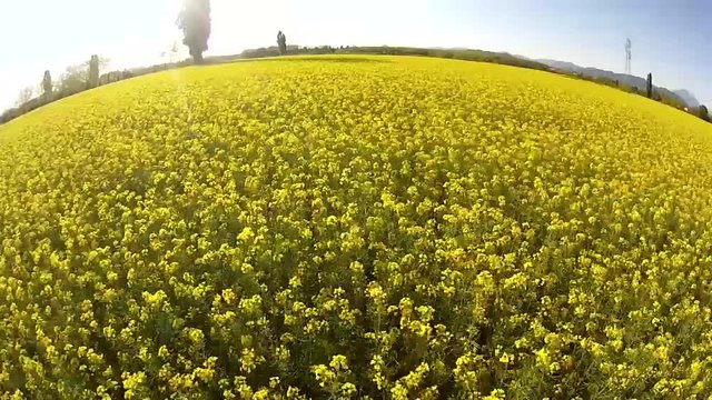 Drone ripresa aerea campi coltivati scolza gialla