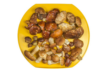 Mushrooms just collected in the forest lie on yellow plastic desk isolated on white