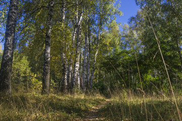 Obraz premium Footpath covered with dry foliage in autumn wood 2