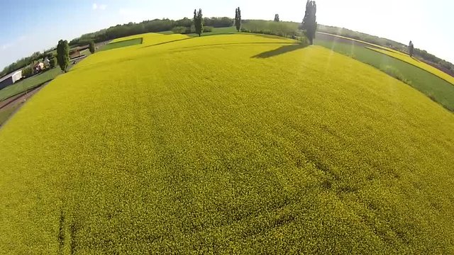 Drone ripresa aerea campi coltivati scolza gialla