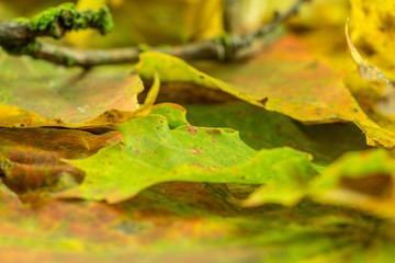 Autumn decoration - Colorful maple leaves