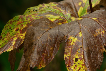 大きな枯れ葉　小枝