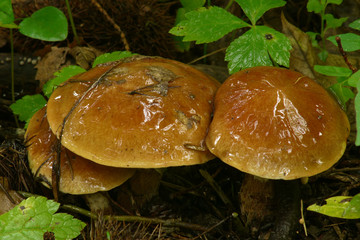 ハナイグチ　キノコ