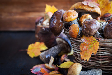 Wild forest edible mushrooms (boletus) in basket