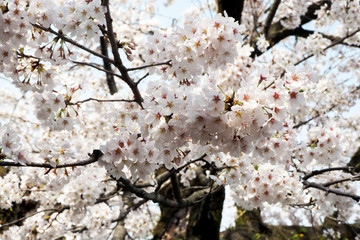 Cherry blossoms bloom on April in Japan.Tourist and leisure seasons of April.