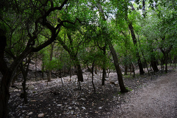 Panther Canyon Hike