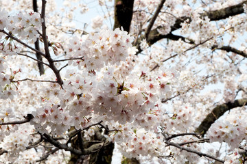 Cherry blossoms bloom on April in Japan.Tourist and leisure seasons of April.