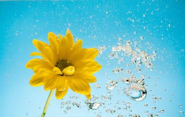 Yellow flowers of chrysanthemum on blue sky background for postcards and letters