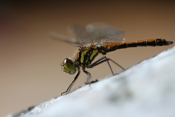 King of flight