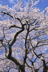 龍光寺の桜（郡山市）