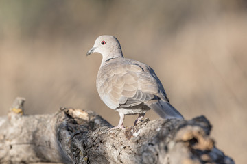 Streptopelia decaocto