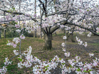 Central Park, New York City spring