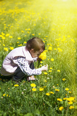 Fototapeta premium Happy childhood. The little girl collects bouquet of wildflowers in sunbeams.