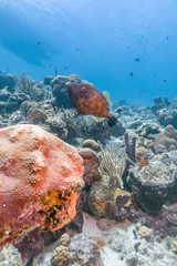 Caribbean coral reef