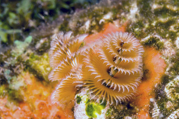 Spirobranchus giganteus, Christmas tree worms