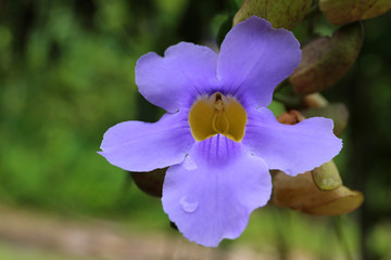Violets orchid flower close up