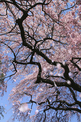 台の桜（郡山市）
