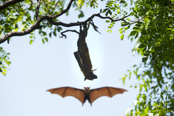  Bats hanging upside down in tree (Lyle's flying fox)