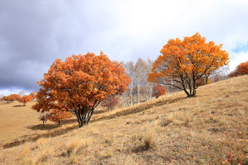 In autumn, trees on the hillside
