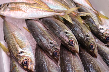 アジ　イワシ