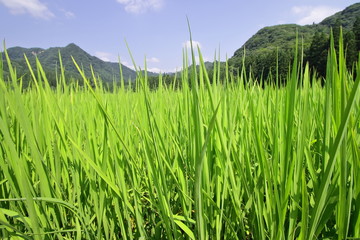秋田の田園風景