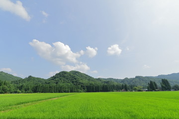 秋田鵜養の田園風景