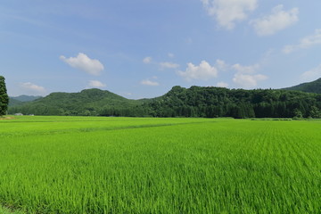 秋田鵜養の田園風景