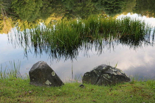Pond, Rocks, Reeds