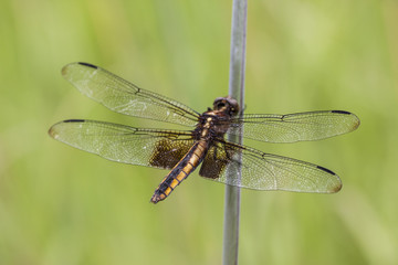 Yellow-Sided Skimmer
