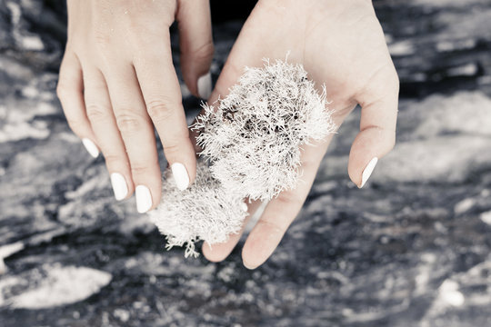 close up of woman hands holding natural object on wooden background